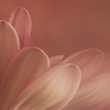 Botanical
